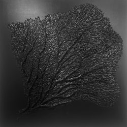 Gingko Biloba Nero / Nero / Nero